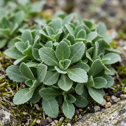 Arabis Snow Cap Flower Seeds For Planting