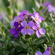 Arabis Purpurea Flower Seeds for Garden Planting