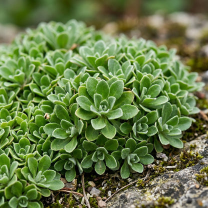 Arabis Purpurea Flower Seeds for Garden Planting