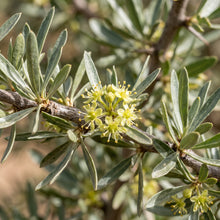 Moroccan Argan Tree (Argania spinosa) Seeds for Planting