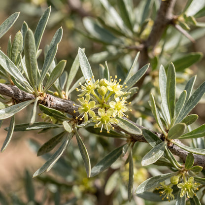 Moroccan Argan Tree (Argania spinosa) Seeds for Planting