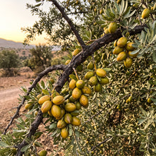 Moroccan Argan Tree (Argania spinosa) Seeds for Planting