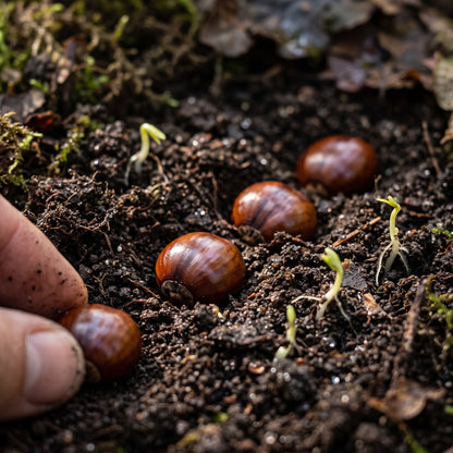Chinquapin Chestnut (Castanea pumila) Seeds for Planting