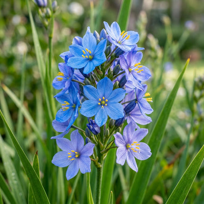 Aristea Capitata Flower Seeds