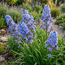 Aristea Capitata Flower Seeds