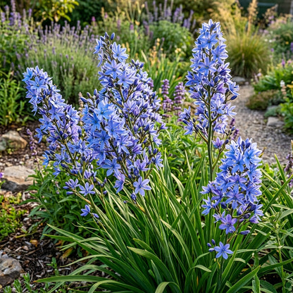 Aristea Capitata Flower Seeds