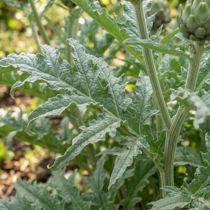 Green Globe Artichoke Seeds for Planting