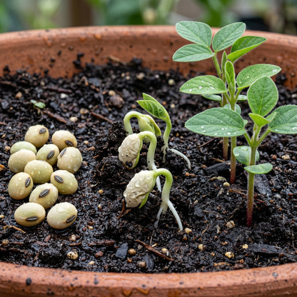 Edamame Soybean Seeds Midori Giant Green Soy Bean Seeds Glycine max