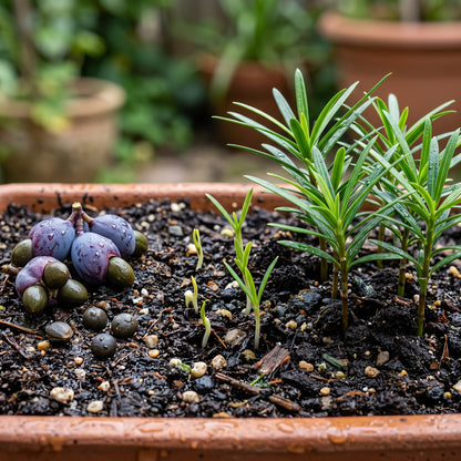 Podocarpus Macrophyllus Seeds Evergreen Ornamental Plant