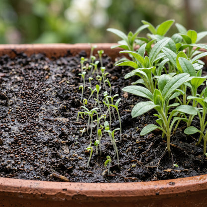 Forget Me Not Seeds Myosotis sylvatica Blue Flower Seeds