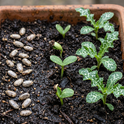 Milk Thistle Seeds (Silybum marianum) – Herb Flower Seeds