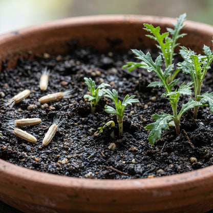 Blue Globe Thistle Seeds (Echinops ritro)