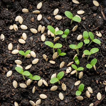 Ash Gourd Seeds – Heirloom Vegetable Seeds for Home Gardening