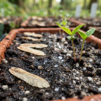 Fraxinus sieboldiana Seeds for Planting