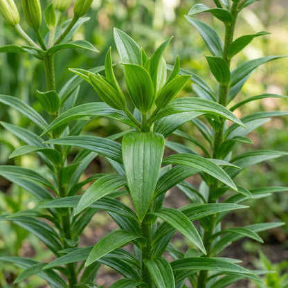 Asiatic Lily Mixed Flower Bulbs for Garden Planting