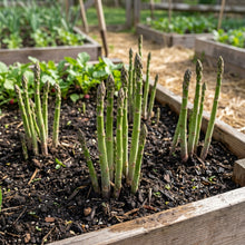 Asparagus Connover’s Colossal Seeds