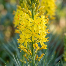 Asphodeline Lutea Flower Seeds For Planting