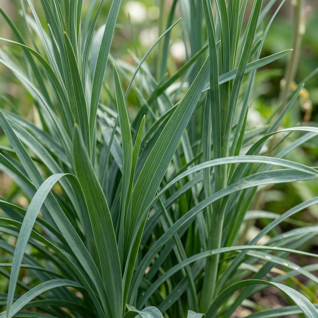 Asphodeline Lutea Flower Seeds For Planting