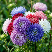 Aster Michaelmas Daisy 'Ostrich Plume Mix' Flower Seeds for Planting