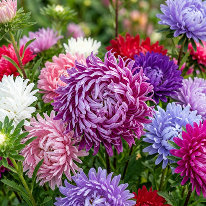 Aster Ostrich Plume Flower Seeds