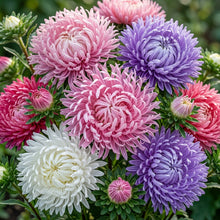 Aster Ostrich Plume Flower Seeds
