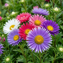 Aster Starlight Mixed Flower Seeds For Planting