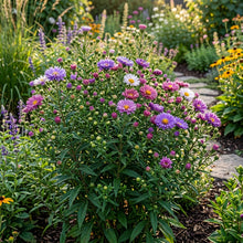 Aster Starlight Mixed Flower Seeds For Planting