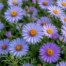 Aster Tongolensis 'Wartburg Star' Seeds for Garden Planting