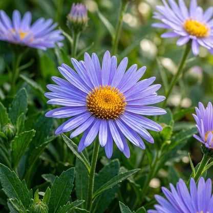 Aster Tongolensis 'Wartburg Star' Seeds for Garden Planting