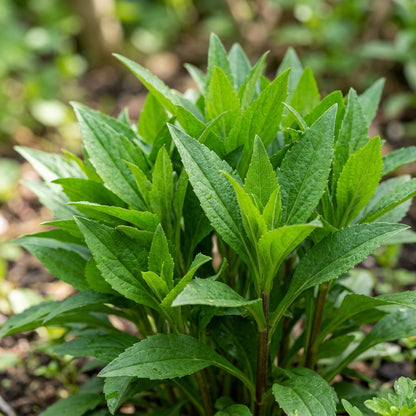 Aster Tongolensis 'Wartburg Star' Seeds for Garden Planting