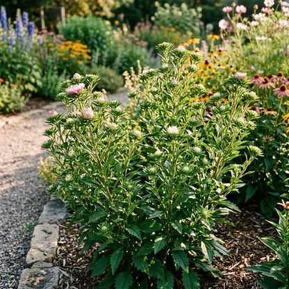Aster Ostrich Plume Flower Seeds