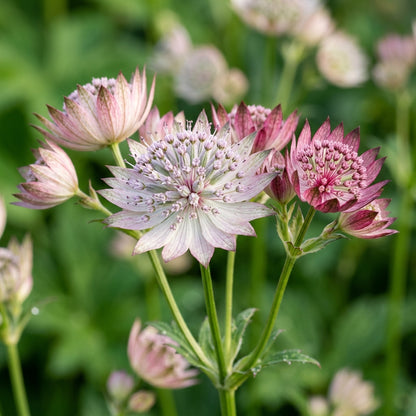 Astrantia Major Seeds - Astrantia Flower Seeds for Garden