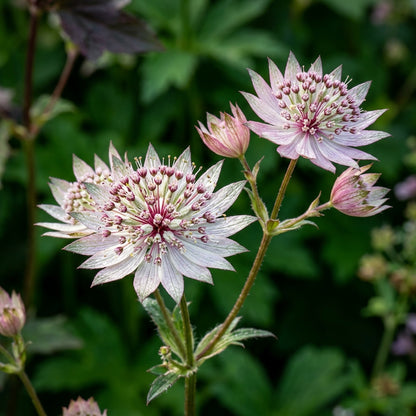 Astrantia Major Seeds - Astrantia Flower Seeds for Garden