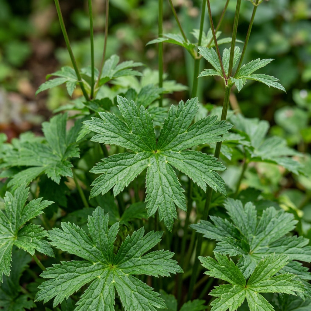 Astrantia Major Carmine Crown Seeds - Astrantia Flower Seeds for Garden
