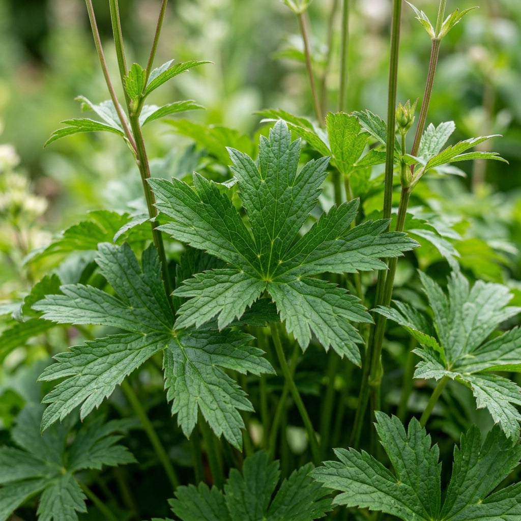Astrantia Major Seeds - Astrantia Flower Seeds for Garden