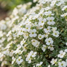 Aubrieta Rock Cascade White Flower Seeds for Planting