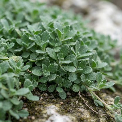 Aubrieta Rock Cascade White Flower Seeds for Planting