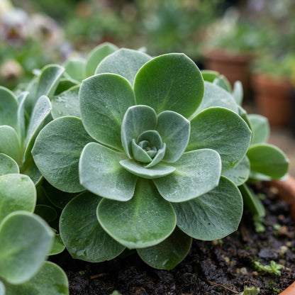Auricula Alpine Mixed Flower Seeds