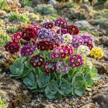 Auricula Alpine Mixed Flower Seeds