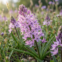 Scilla Autumnalis Seeds for Garden Planting