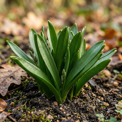 Scilla Autumnalis Seeds for Garden Planting