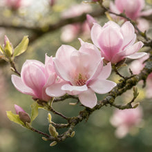 Baby Pink Yulan Flower Seeds for Planting