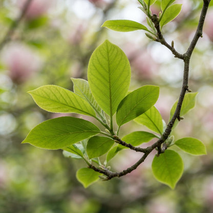 Baby Pink Yulan Flower Seeds for Planting