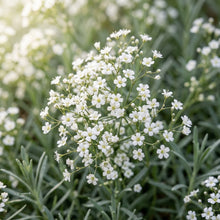 Creeping Baby's Breath Seeds for Planting