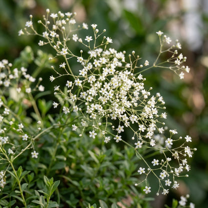 Creeping Baby's Breath Seeds for Planting
