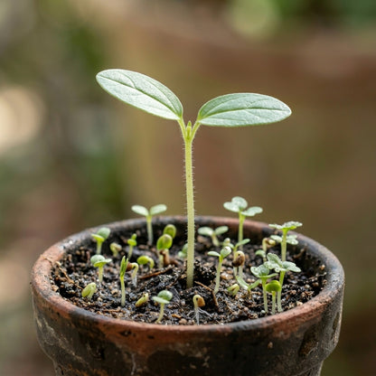 White Sesame Seeds for Planting – Gingelly Til Sesamum indicum Heirloom Oilseed Seeds