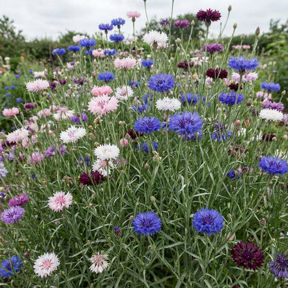 Mixed Bachelor’s Buttons Seeds – Classic Cornflower Mix