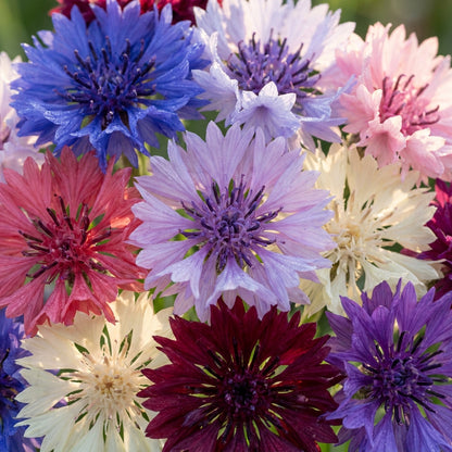 Mixed Bachelor’s Buttons Seeds – Classic Cornflower Mix