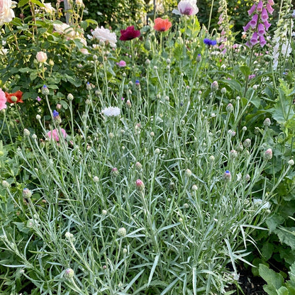 Mixed Bachelor’s Buttons Seeds – Classic Cornflower Mix