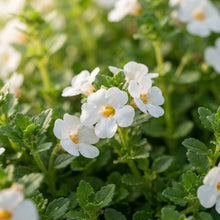 Bacopa Snowtopia Flower Seeds for Planting